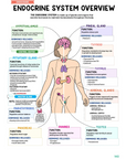 Endocrine Study Kit