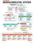 Musculoskeletal Study Kit